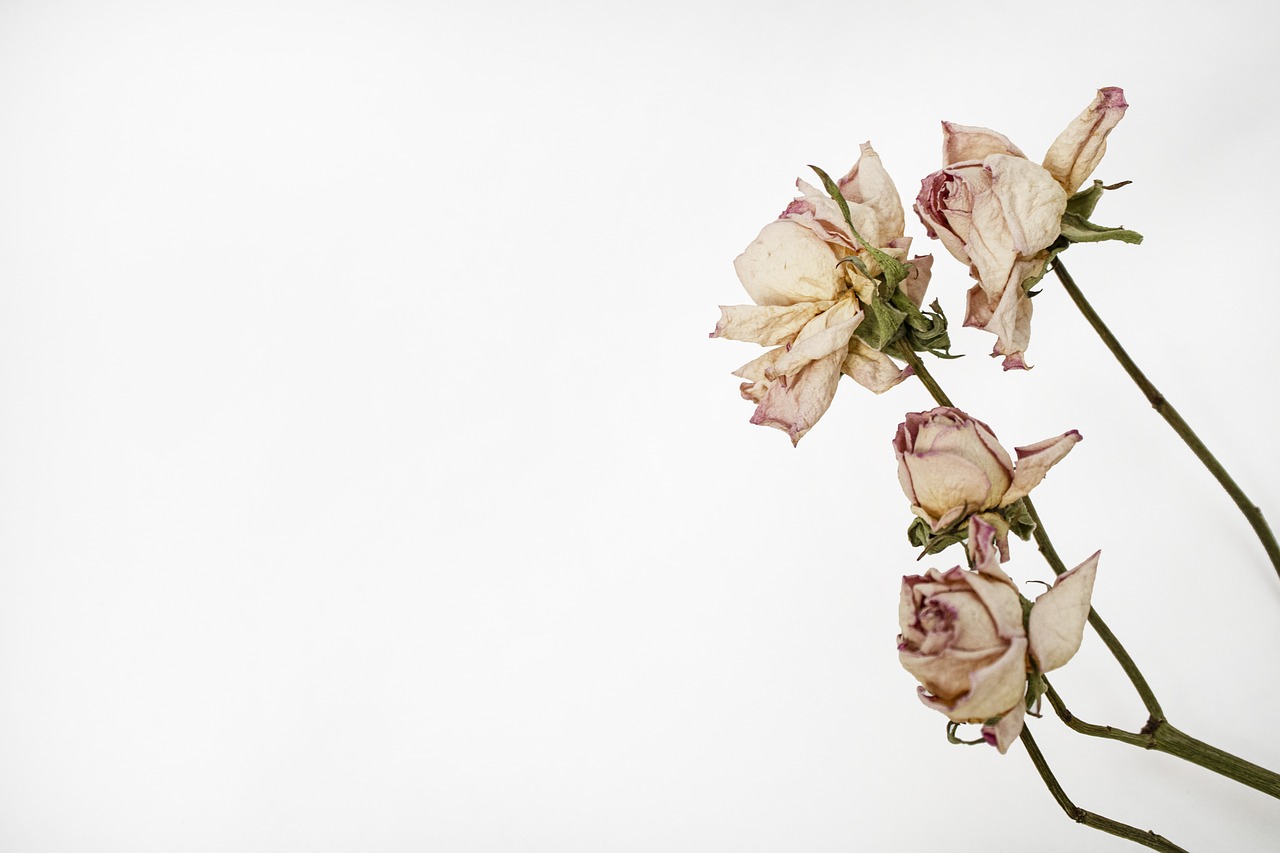 Fleurs séchées : les idées créatives et tendances pour sublimer votre déco